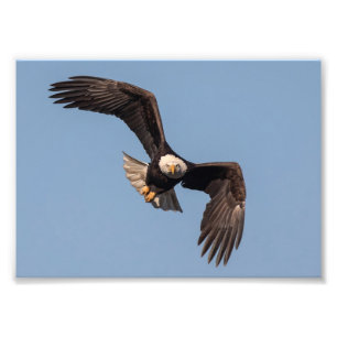 Impression Photo Hors De Mon Chemin Eagle