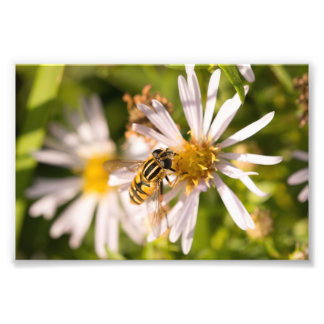 Impression Photo Hoverfly