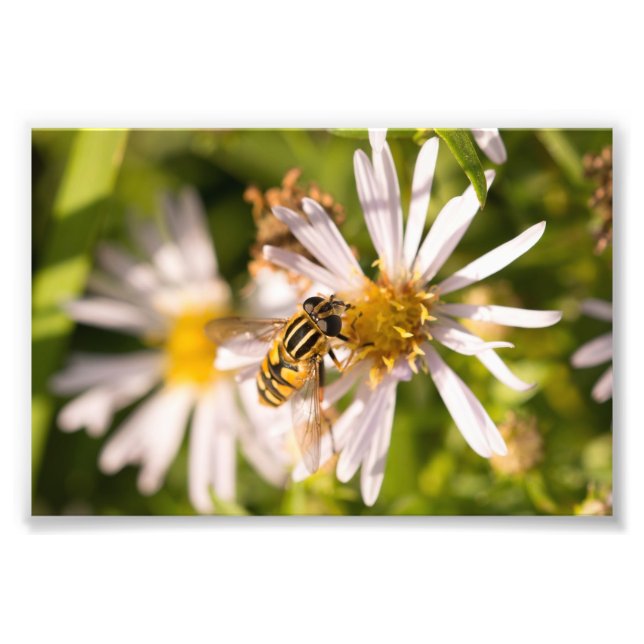 Impression Photo Hoverfly (Devant)