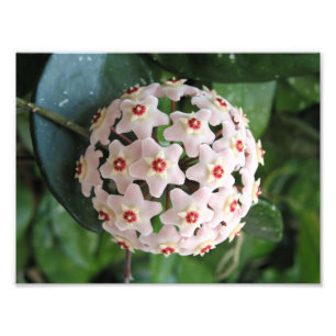 Impression Photo Hoya plante cireuse globe étoiles rouges et blanch