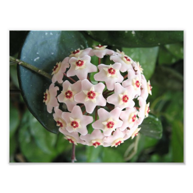 Impression Photo Hoya Wax Plante Globe Red et White Stars Nature (Devant)