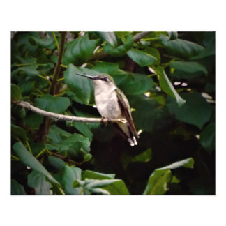 Impression Photo Humming bird