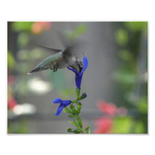 Impression Photo Humming Bird salvia saphire imprimé bleu