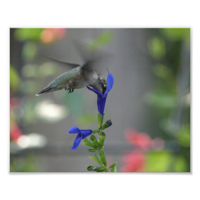 Impression Photo Humming Bird salvia saphire imprimé bleu (Devant)