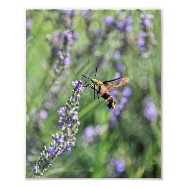 Impression Photo Hummingbird Clearing Moth in Lavender Field (Devant)
