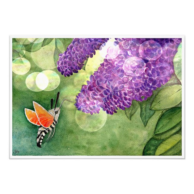 Impression Photo Hummingbird Hawk Moth and Lilacs (Devant)