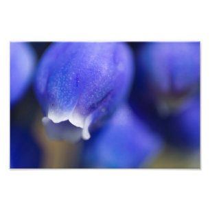 Impression Photo Hyacinthe de raisin