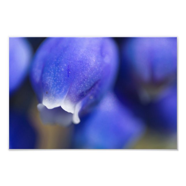 Impression Photo Hyacinthe de raisin (Devant)