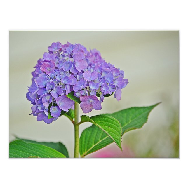 Impression photo Hydrangea (Devant)