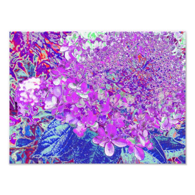 Impression Photo Hydrangea Élégant Violet et Bleu Limelight (Devant)