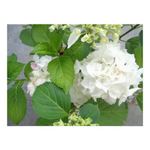 Impression Photo Hydrangea Flower Green White Nature Jardin Plantes
