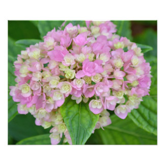 Impression Photo Hydrangea rose et verte