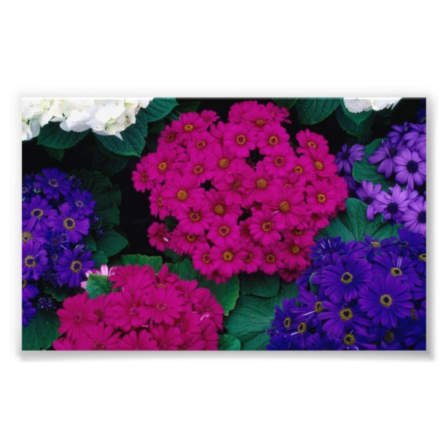 IMPRESSION PHOTO HYDRANGEAS ROSE SOMBRE PURPLES FLEURS BEAUTÉ NATUR (Devant)