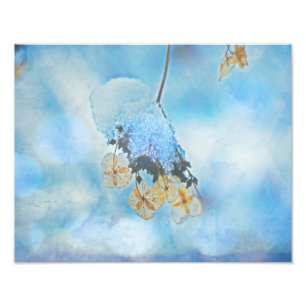 Impression Photo Hydrangées congelées