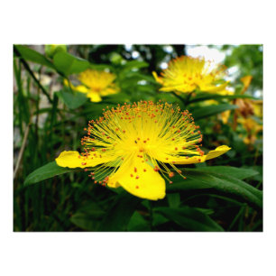 Impression Photo Hypericum calycinum