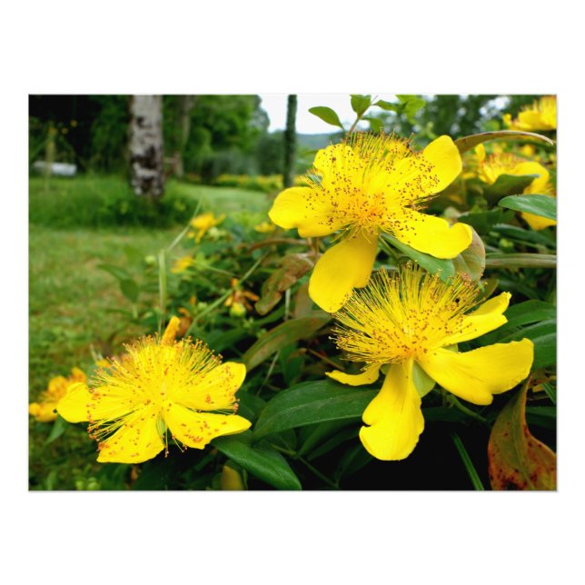Impression Photo Hypericum calycinum (Devant)