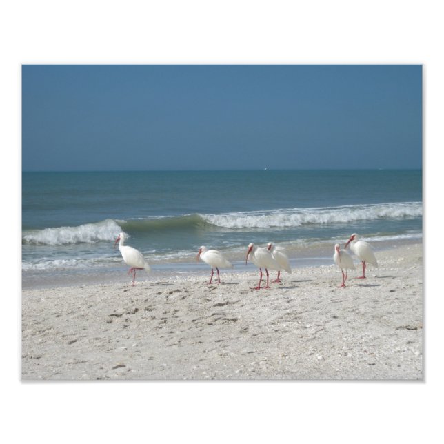 Impression Photo Ibis Beach (Devant)