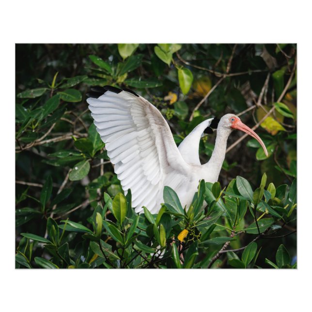 Impression Photo Ibis blanc (Devant)