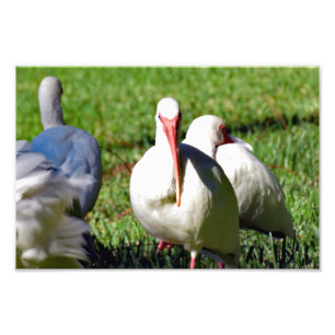 Impression Photo Ibis blanc américain