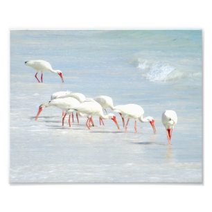 Impression Photo Ibis blanc oiseaux de rivage sur la plage