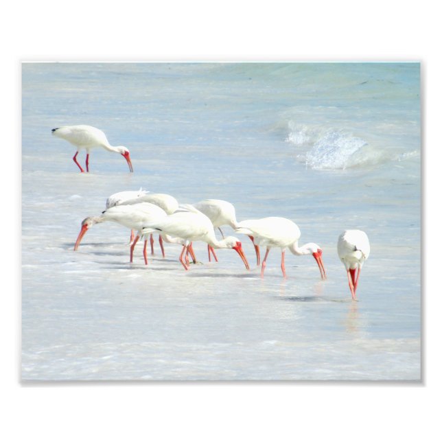 Impression Photo Ibis blanc oiseaux de rivage sur la plage (Devant)