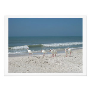 Impression Photo Ibis blanc sur la plage de sable rose