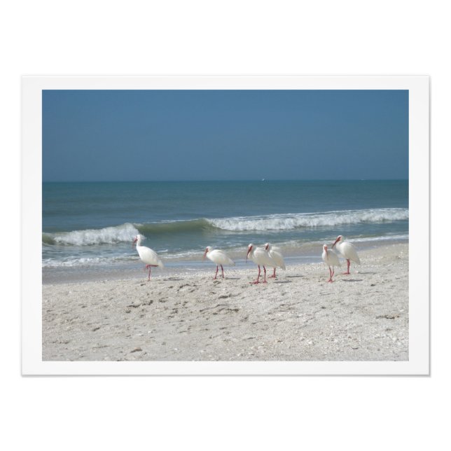 Impression Photo Ibis blanc sur la plage de sable rose (Devant)