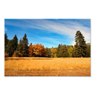 Impression Photo Idyllwild - Pine Cove