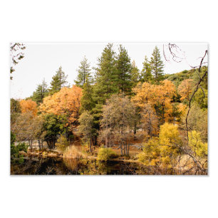 Impression Photo Idyllwild - Pine Cove