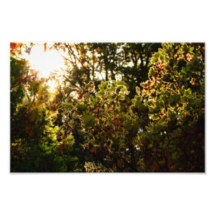Impression Photo Idyllwild - Pine Cove