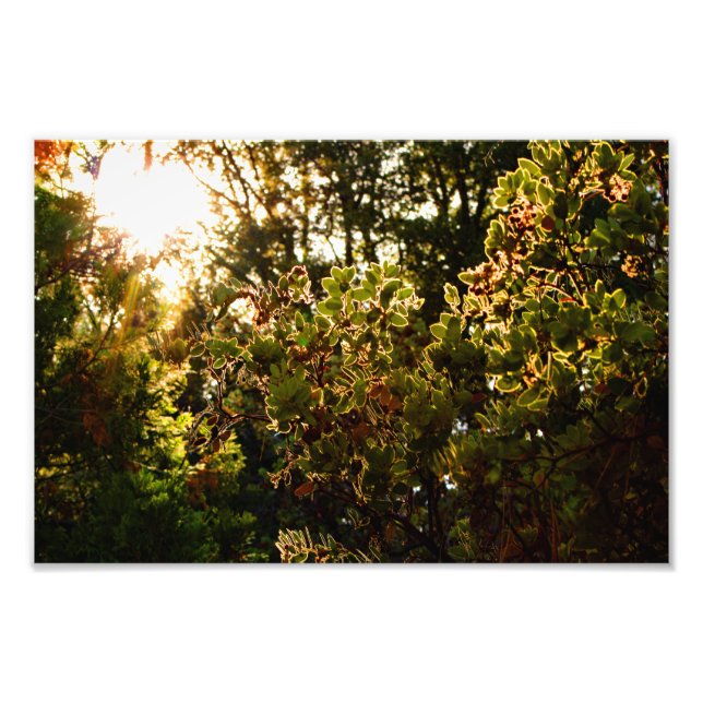 Impression Photo Idyllwild - Pine Cove (Devant)