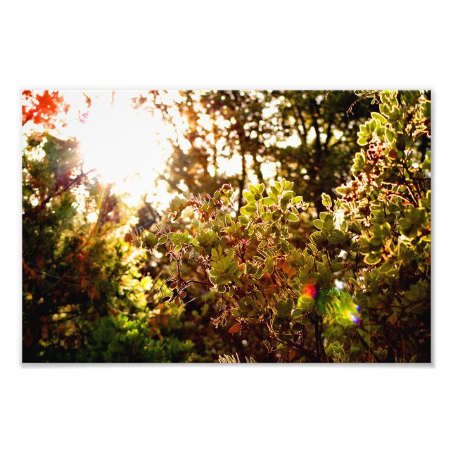 Impression Photo Idyllwild - Pine Cove (Devant)