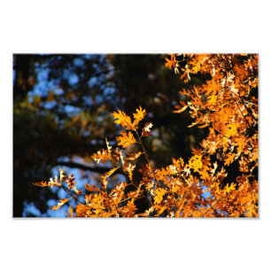 Impression Photo Idyllwild - Pine Cove
