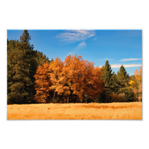 Impression Photo Idyllwild - Pine Cove