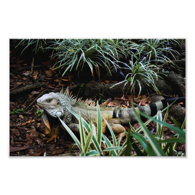 Impression photo Iguana (Devant)