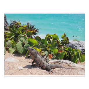Impression Photo Iguana et mer turquoise