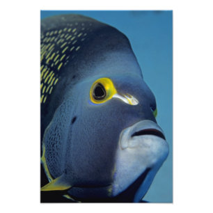 Impression Photo Îles Caïmans, Poisson-ange français Pomacanthus