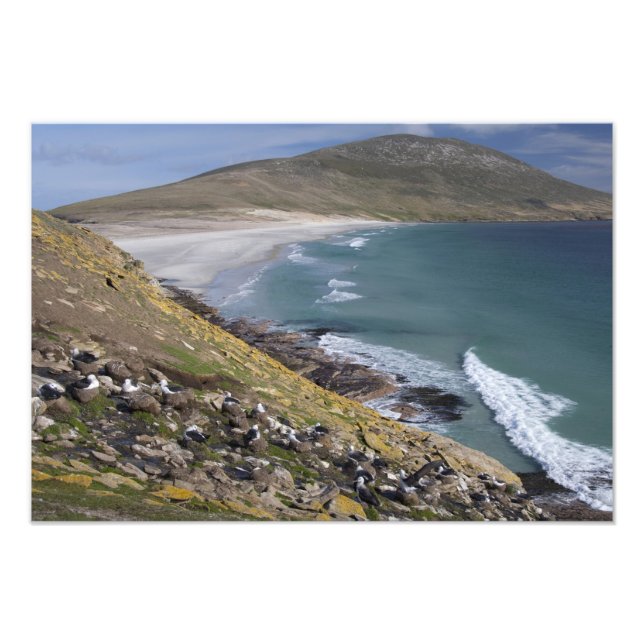 Impression Photo Îles Falkland, Malouines occidentales, Saunders (Devant)