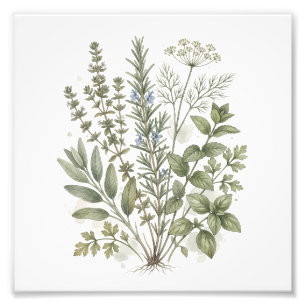 Impression Photo Illustration aquarelle d'herbes culinaires vintage