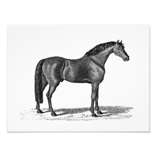 Impression Photo Illustration Arabe de cheval de 1800s vintages -