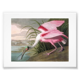 Impression Photo Illustration Audubon Spoonbill