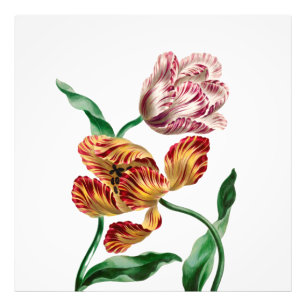 Impression Photo Illustration botanique de tulipe vintage