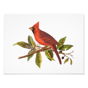 Impression Photo Illustration cardinale vintage d'oiseau de chanson
