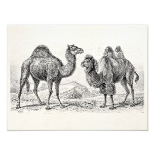 Impression Photo Illustration de chameau vintage - Camels anciens r