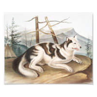 Illustration de Chien indien lièvre (Canis familia