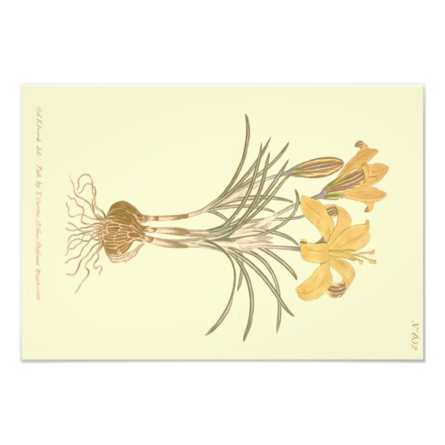Impression Photo Illustration de crocus en tissu d'or (Devant)