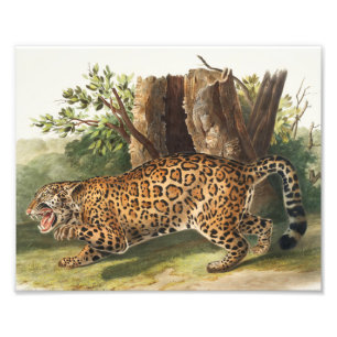Impression Photo Illustration de Jaguar (Felis onca)