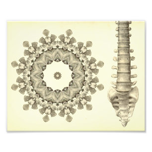 Impression Photo Illustration de la chiropractie de colonne
