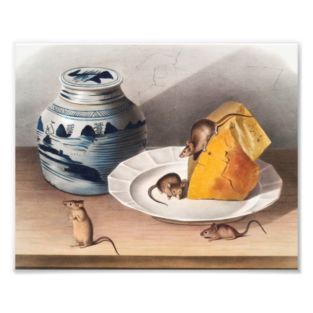 Impression Photo Illustration de la souris (Mus-musculus) (Devant)