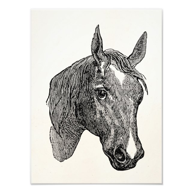Impression Photo Illustration de la tête de cheval vintage des anné (Devant)